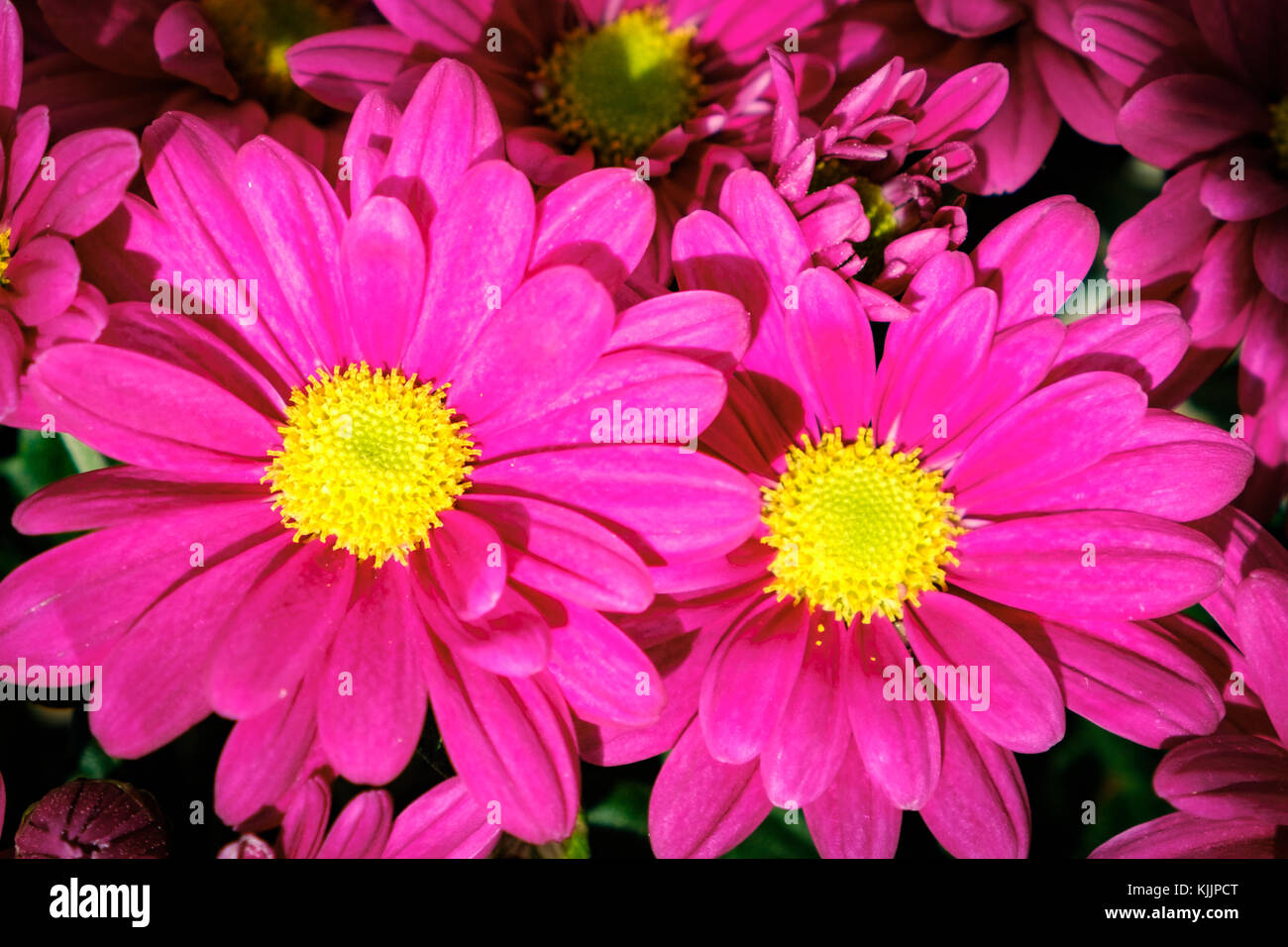 pink flowers closeup - flower macro Stock Photo - Alamy