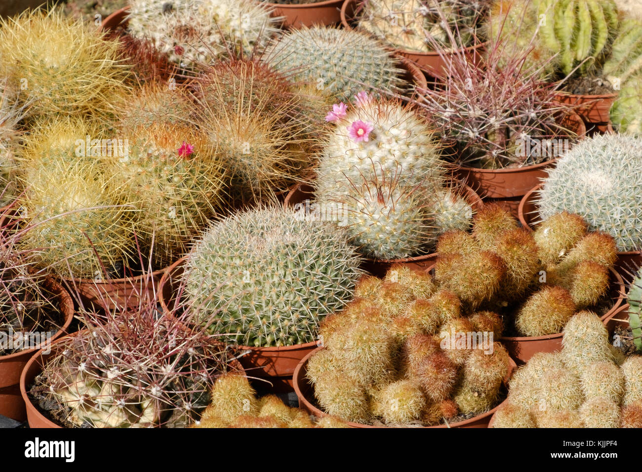 miniature cactus plant closeup cacti macro Stock Photo Alamy