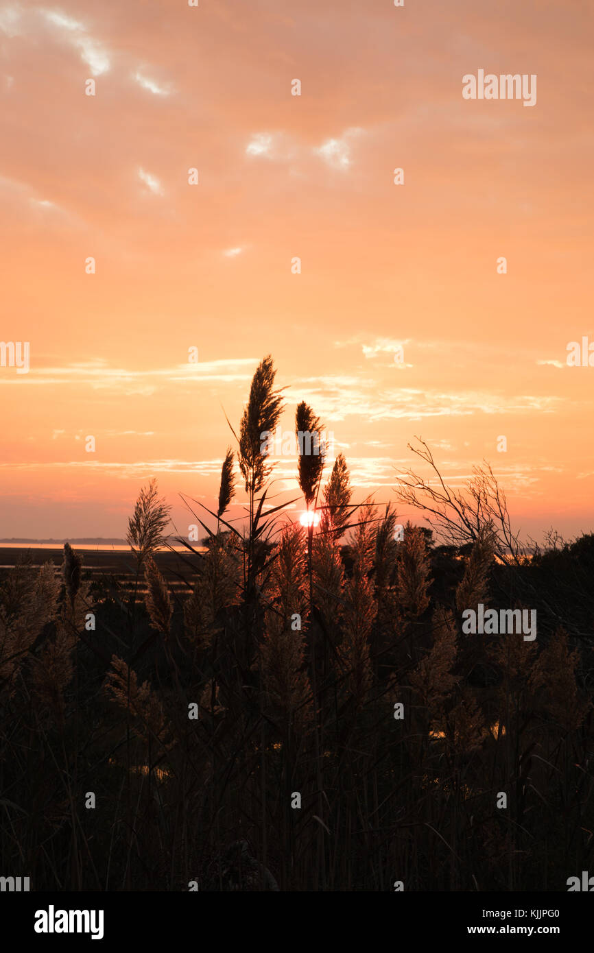 wheat crops glowing in the sunset Stock Photo