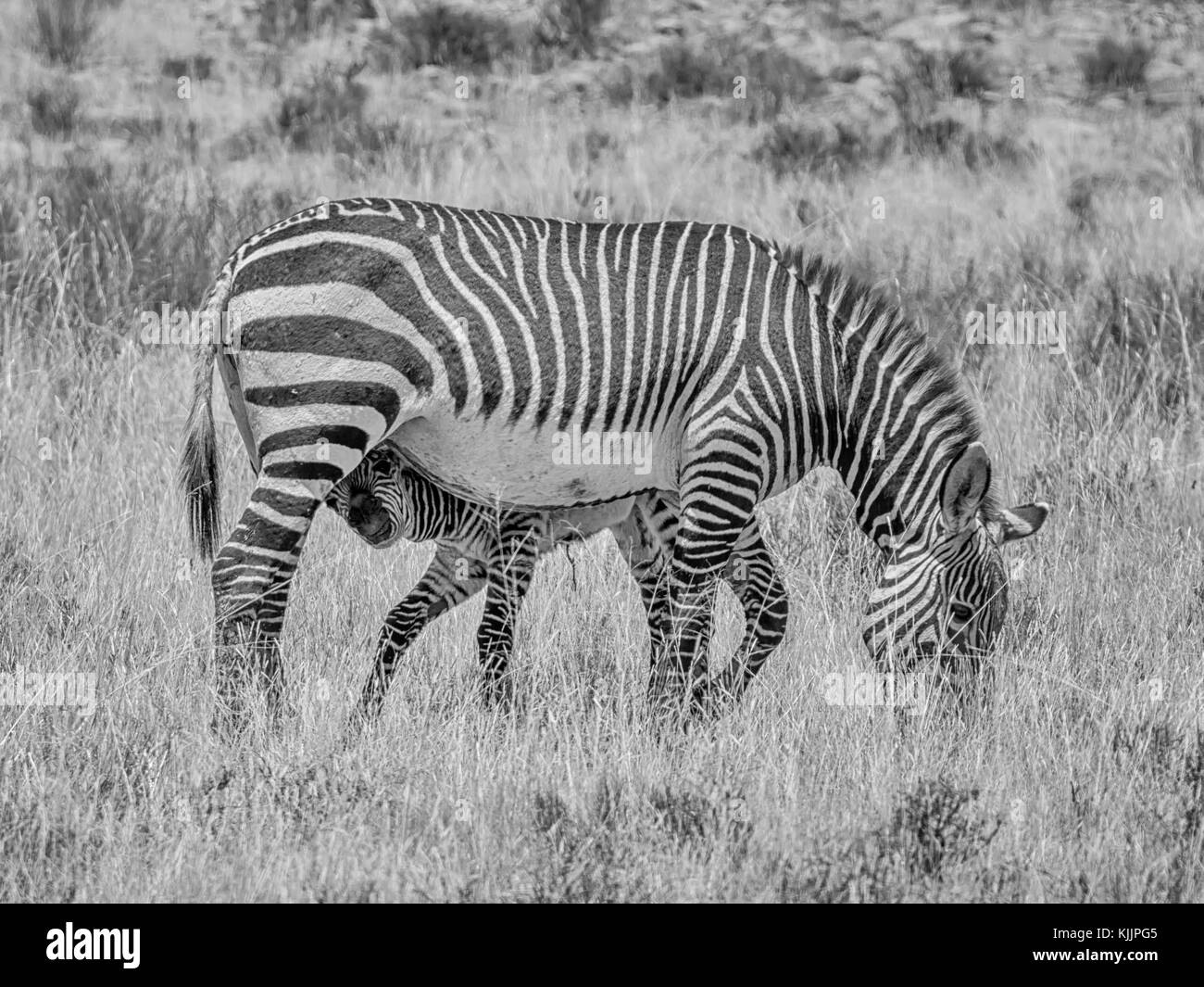 Umbilical cord african hires stock photography and images Alamy
