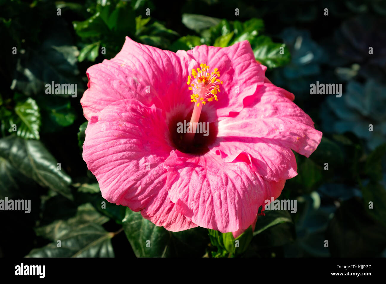 hibiscus flower macro blooming pink hibiscus Stock Photo Alamy