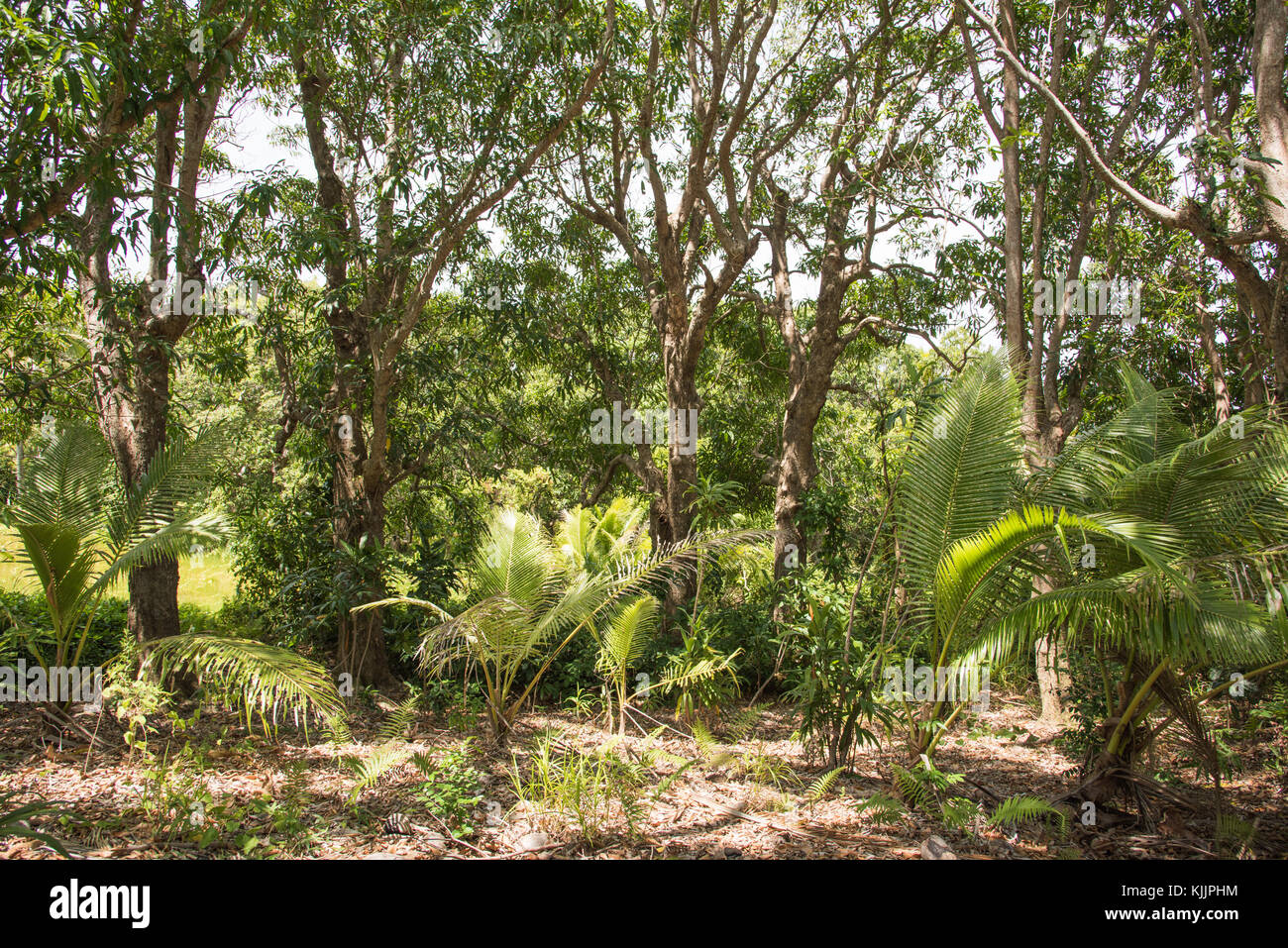 Tree fern rainforest fiji hi-res stock photography and images - Alamy