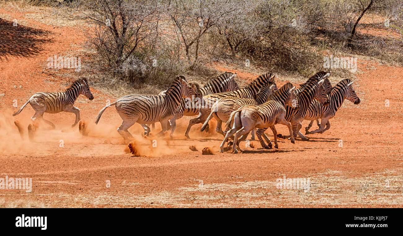 A herd of Zebra running through Southern African savanna Stock Photo - Alamy