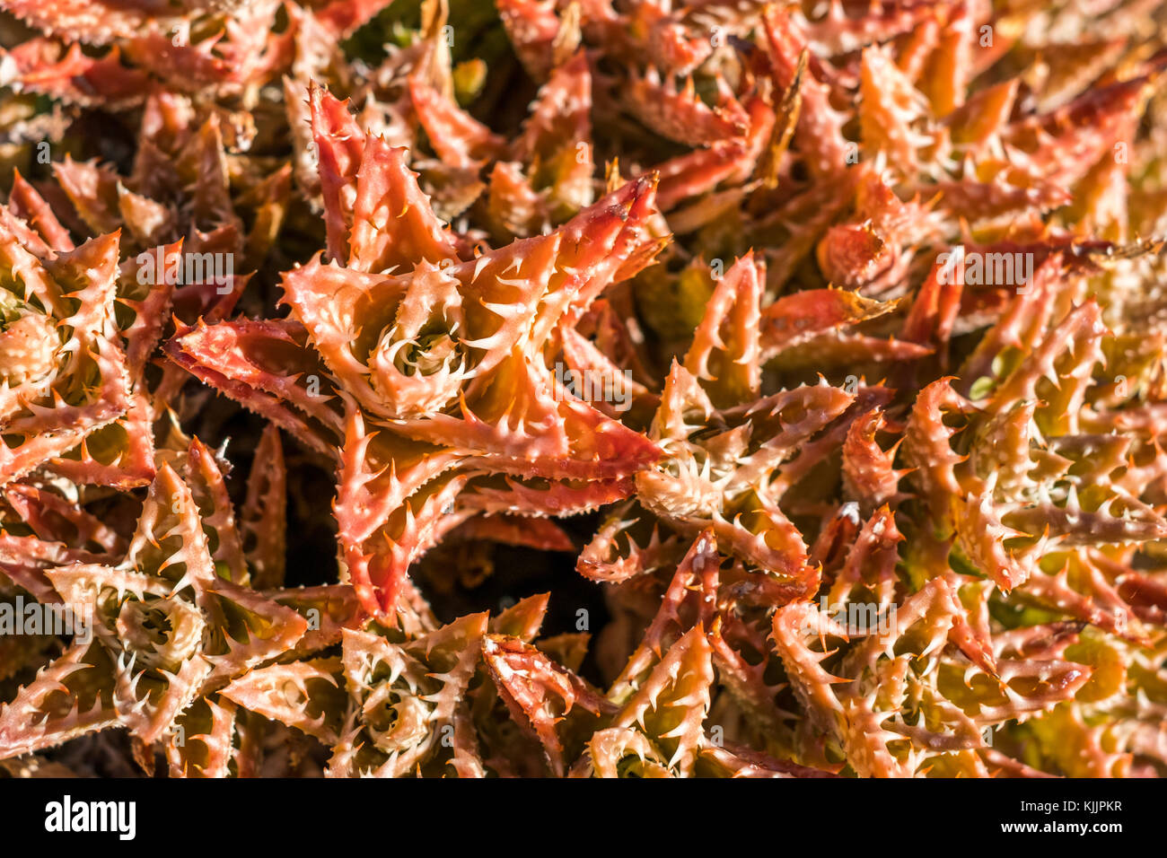 red cactus macro, succulent plant closeup Stock Photo