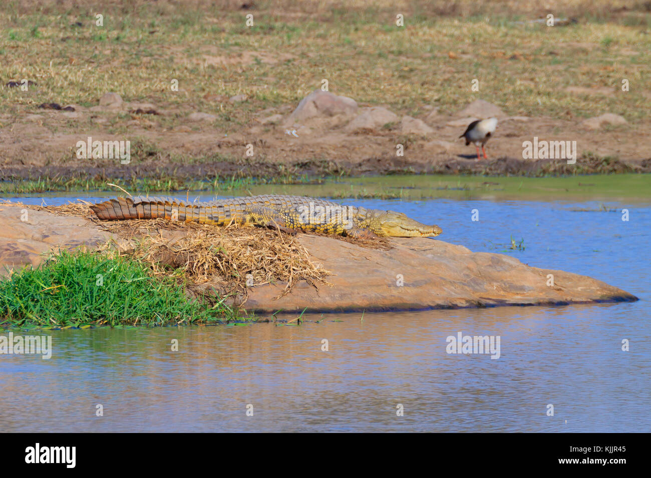 Crocodile close up from Kruger National Park, South Africa. Safari and ...