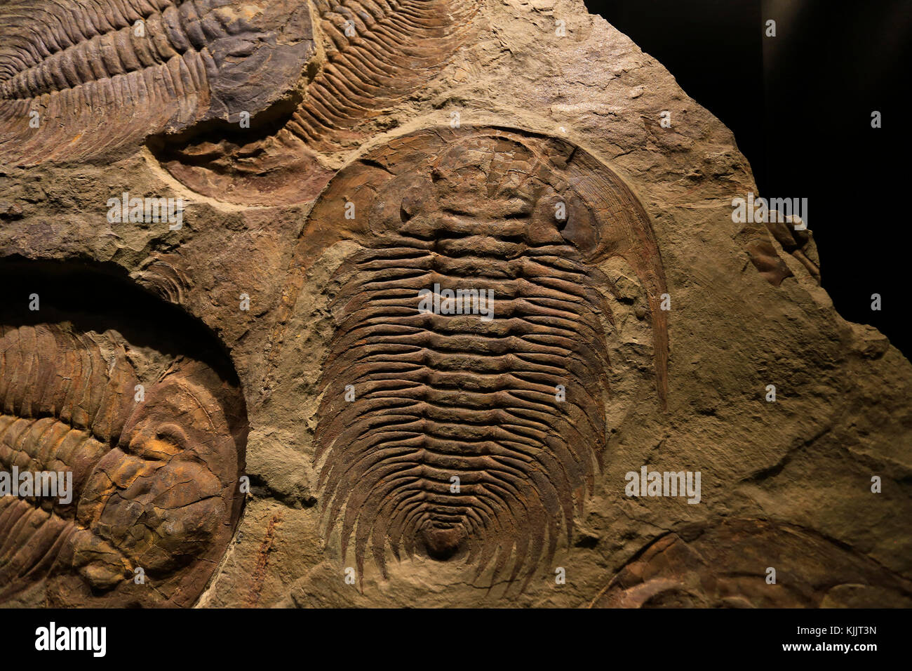 Ancient fossil remains of trilobites Stock Photo
