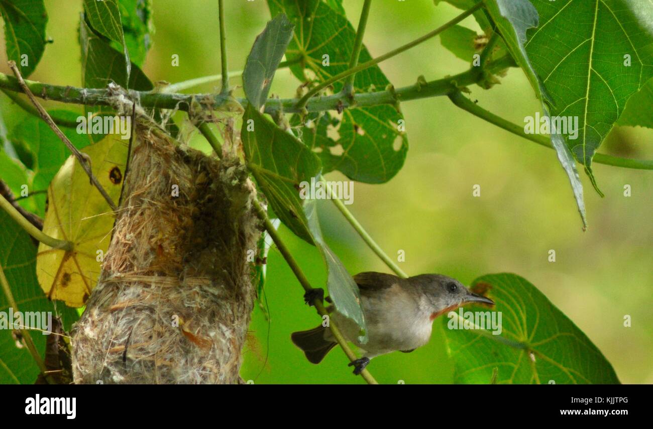 Rufous-throated honeyeater (Conopophila rufogularis) at its nest on a tree overhanging the Ross River, Townsville, Queensland, Australia Stock Photo