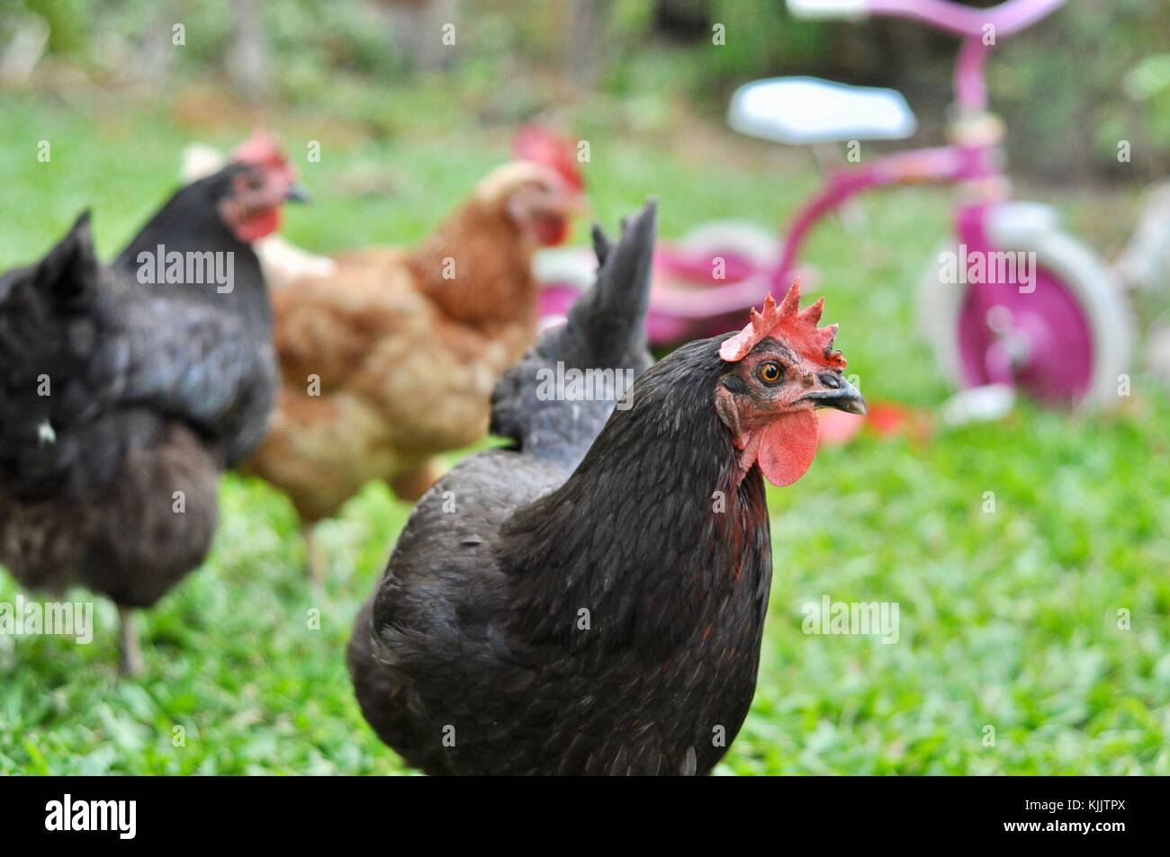 Domestic chickens in a suburban backyard, Sustainable living