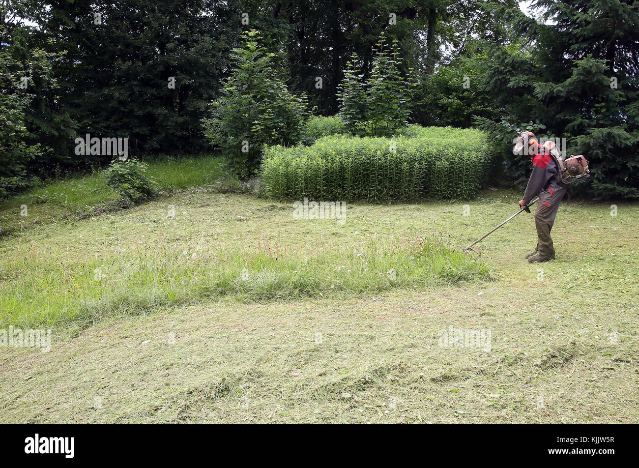 Gardner cutting grass.  France. Stock Photo