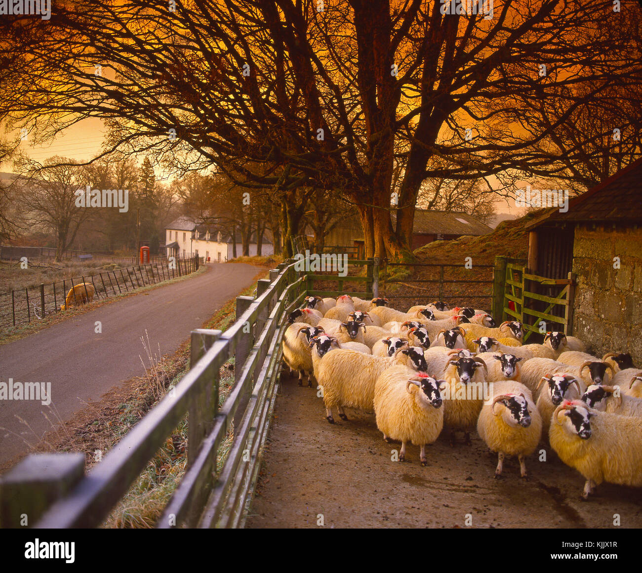 Penned sheep in the village of Cladich on Loch Aweside, Argyll Stock Photo
