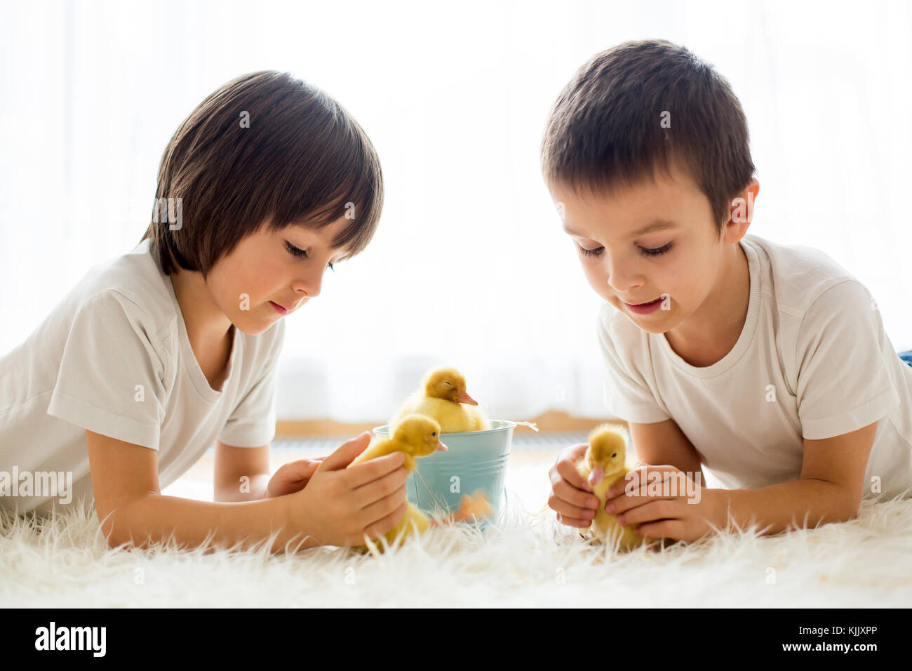 Cute little children, boy brothers, playing with ducklings springtime ...