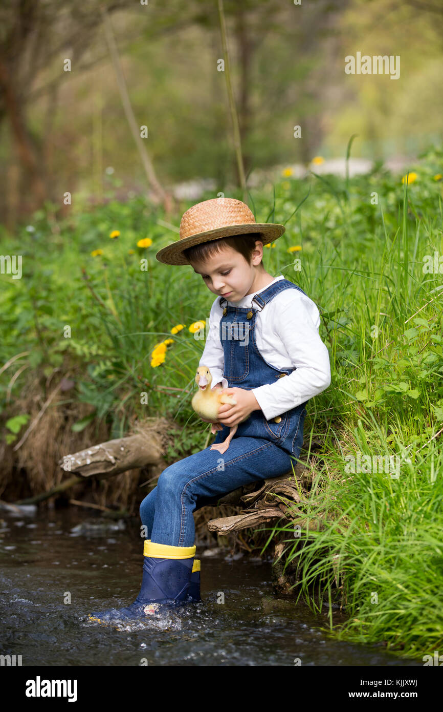 Preschool child, boy, playing on little river with ducklings, letting ...