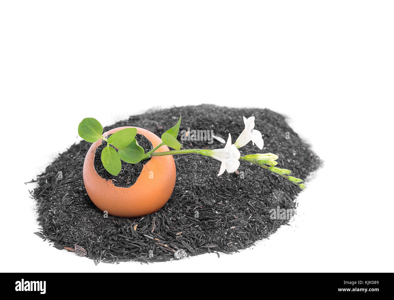 Young plant growing in egg shell , tree With flowers Isolated on white