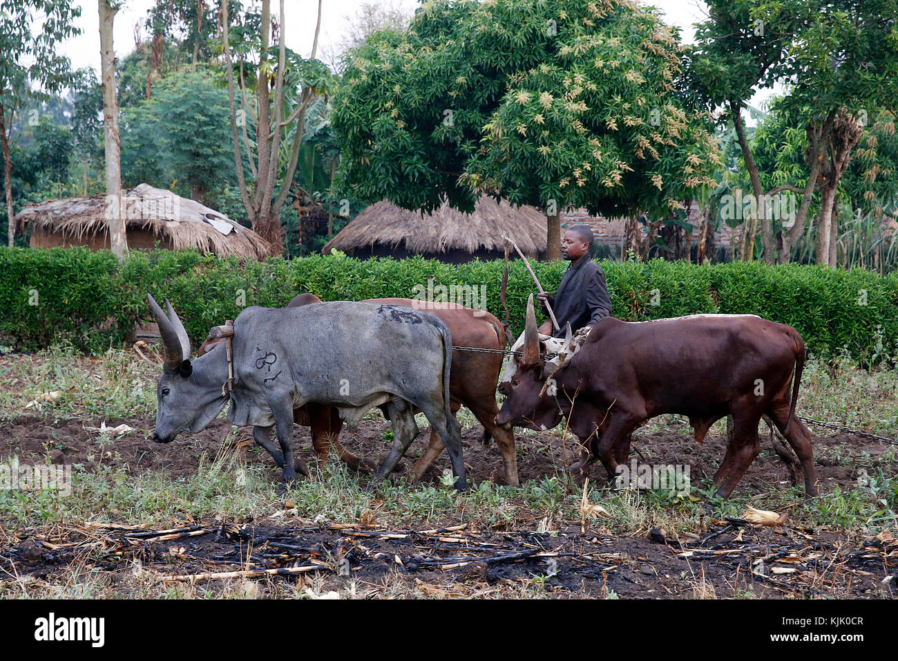 Symphoroza Bujune bought oxen with a 500,000 UGS group loan from Kolping Uganda Society. Uganda Stock Photo