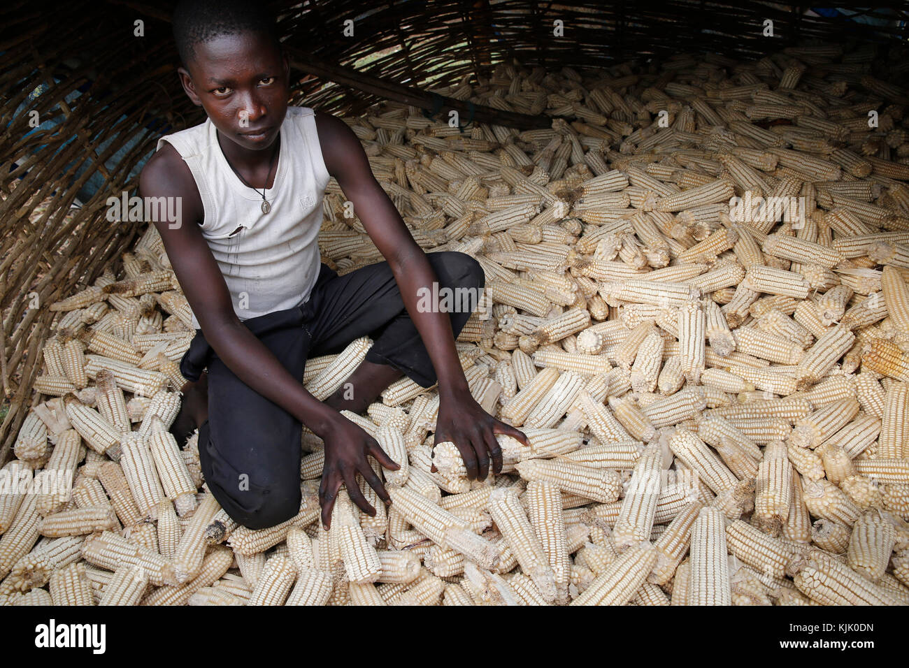 Boy gathering maize. Uganda Stock Photo Alamy