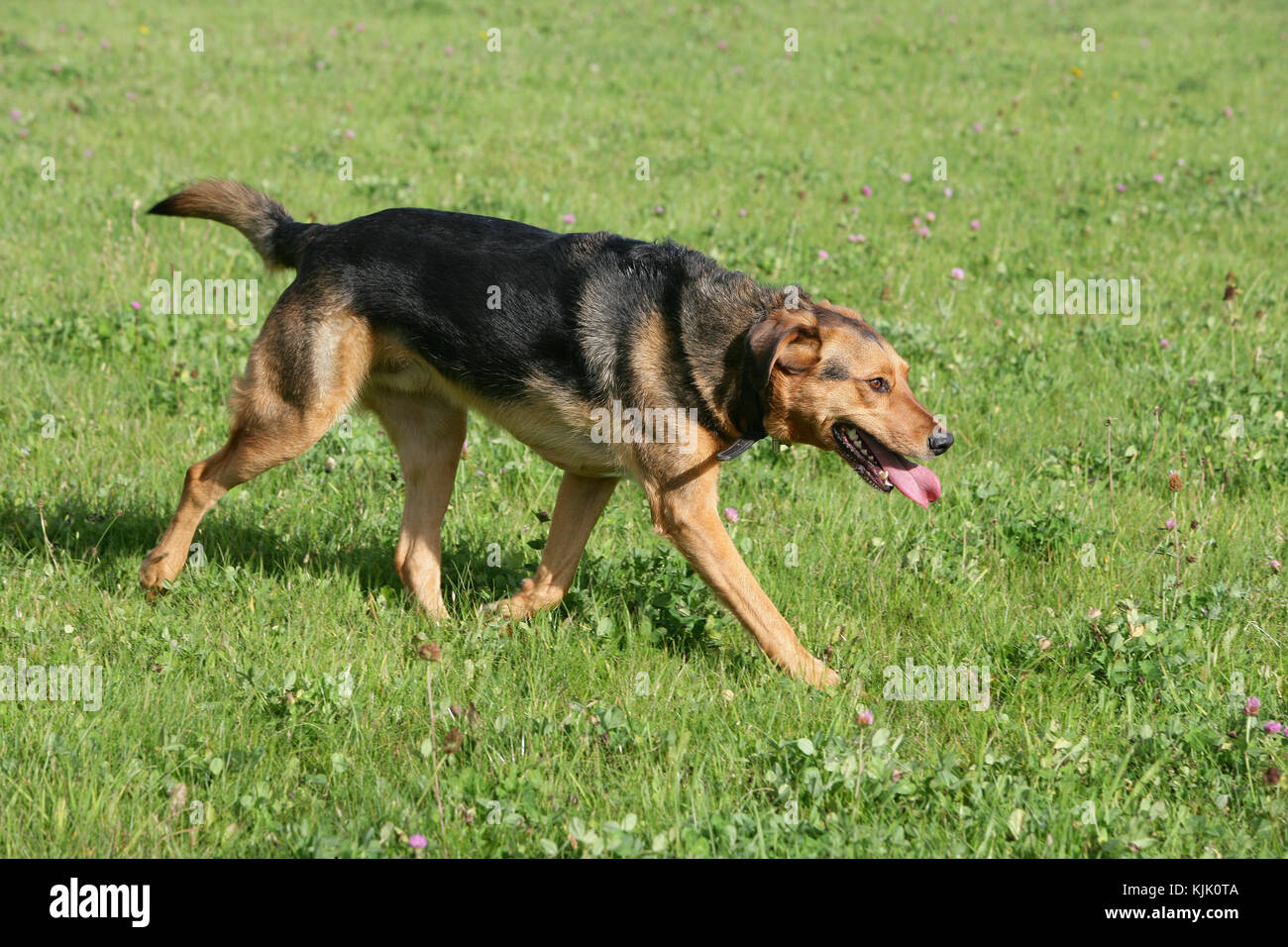 New zealand dog hires stock photography and images Alamy