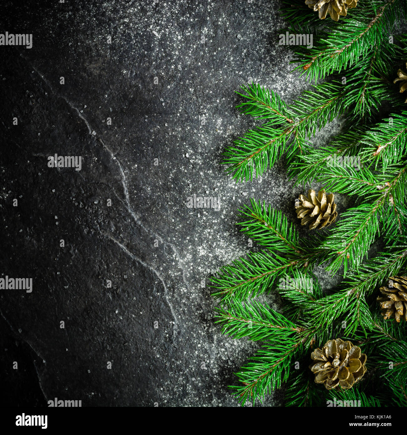 Christmas and New Year background. Christmas tree branch on a black ...