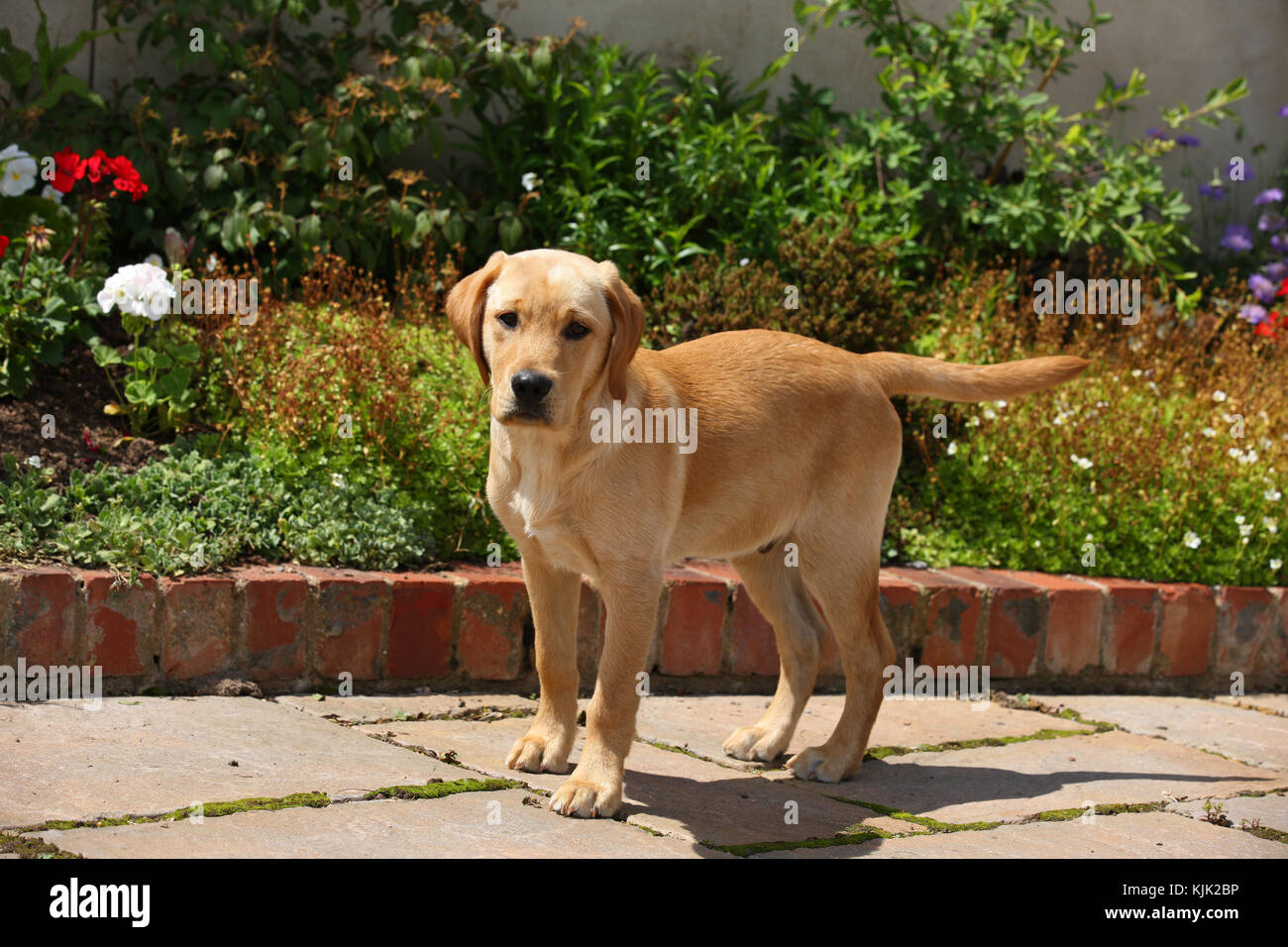 Old flower border hi-res stock photography and images - Alamy