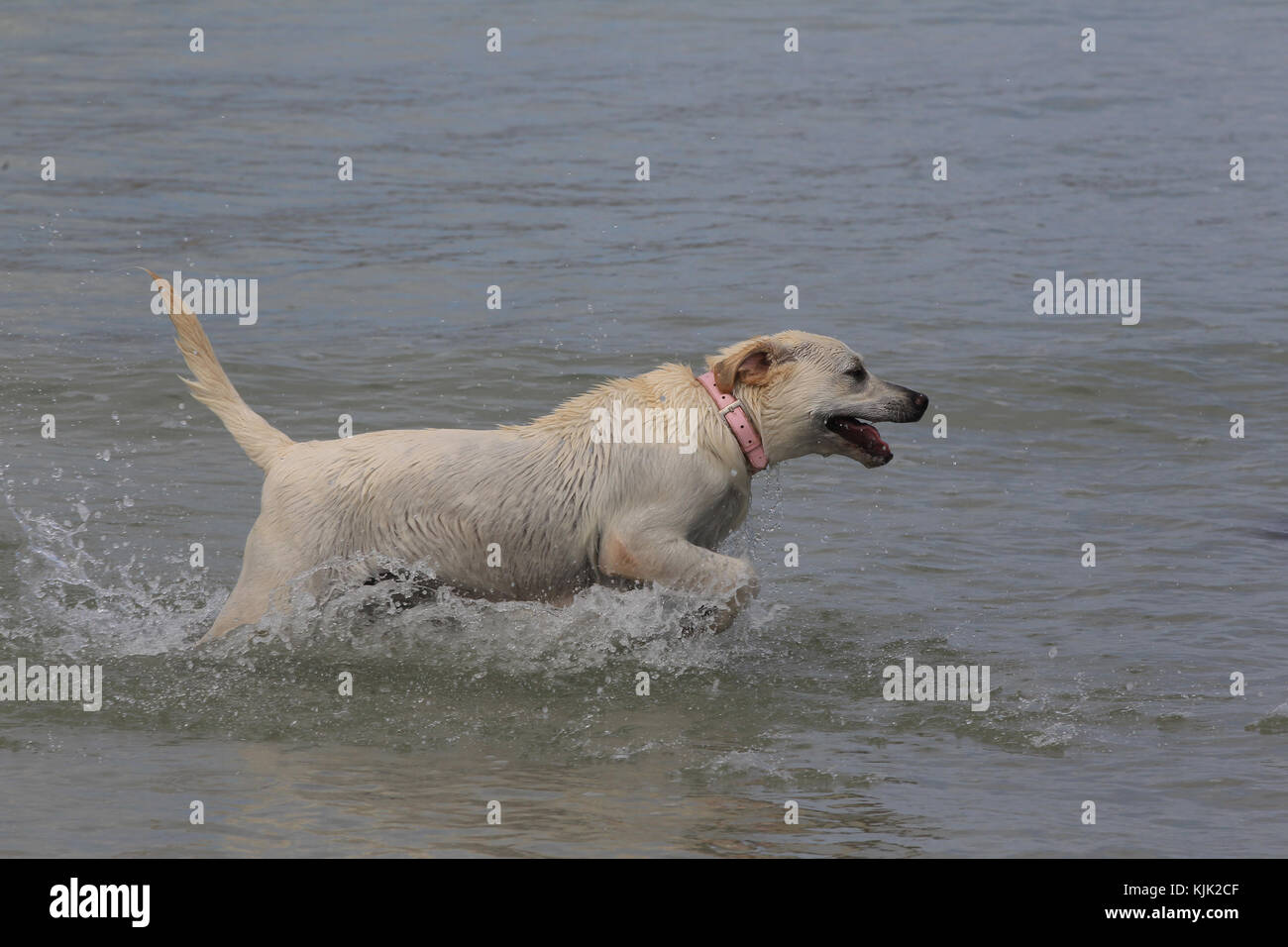 Retriever - Yellow Labrador Yellow Labrador Retriever Yellow Lab splashing through sea panting Stock Photo