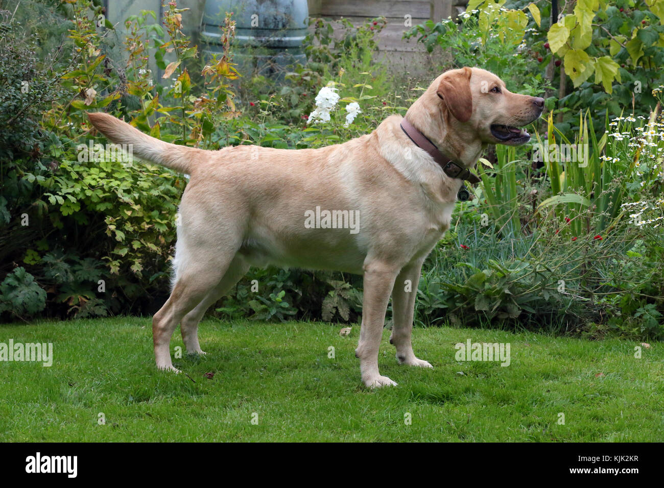 Yellow labrador retriever collar hi-res stock photography and images - Alamy