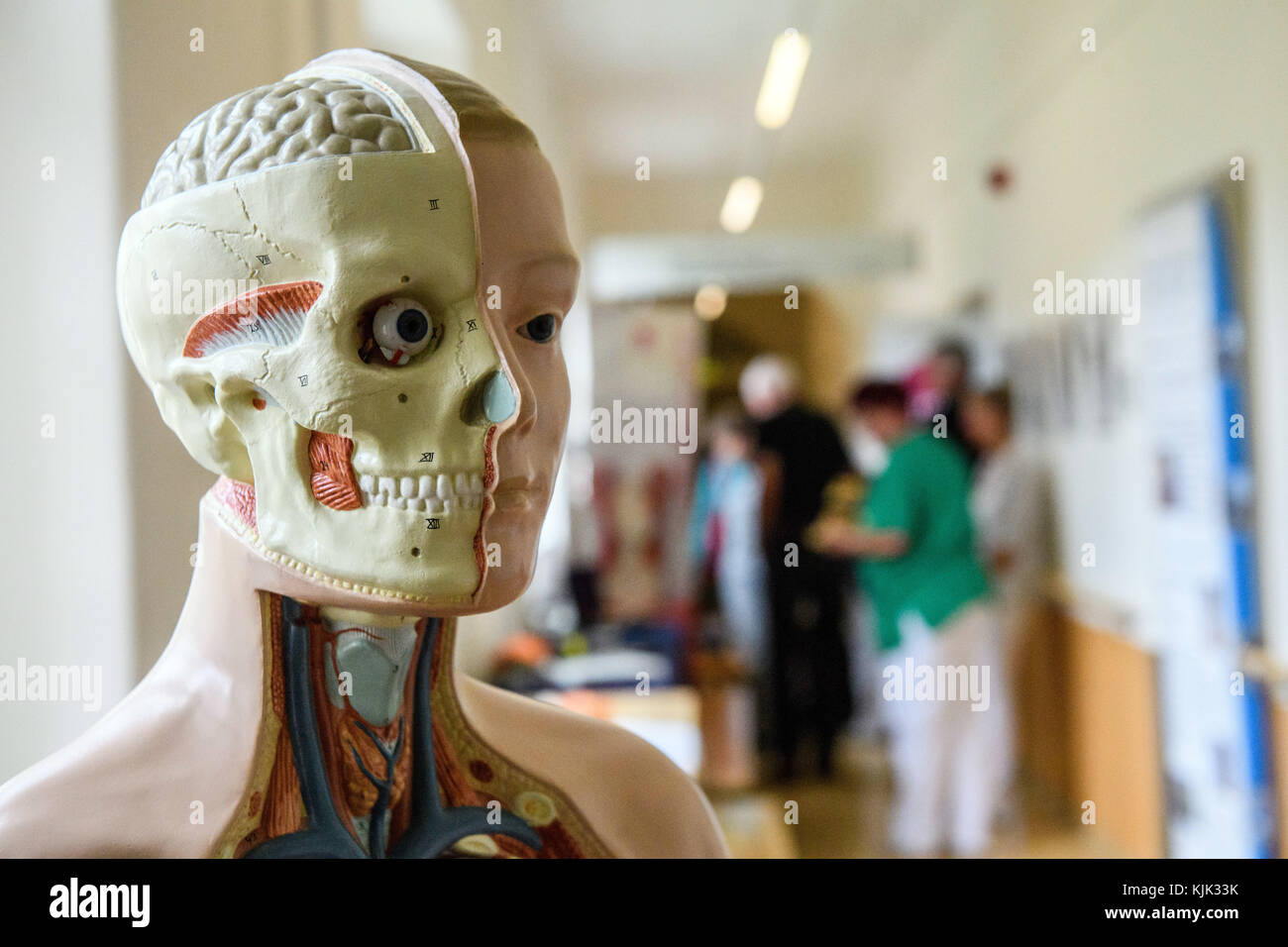 An anatomical model that shows a section of the human upper body