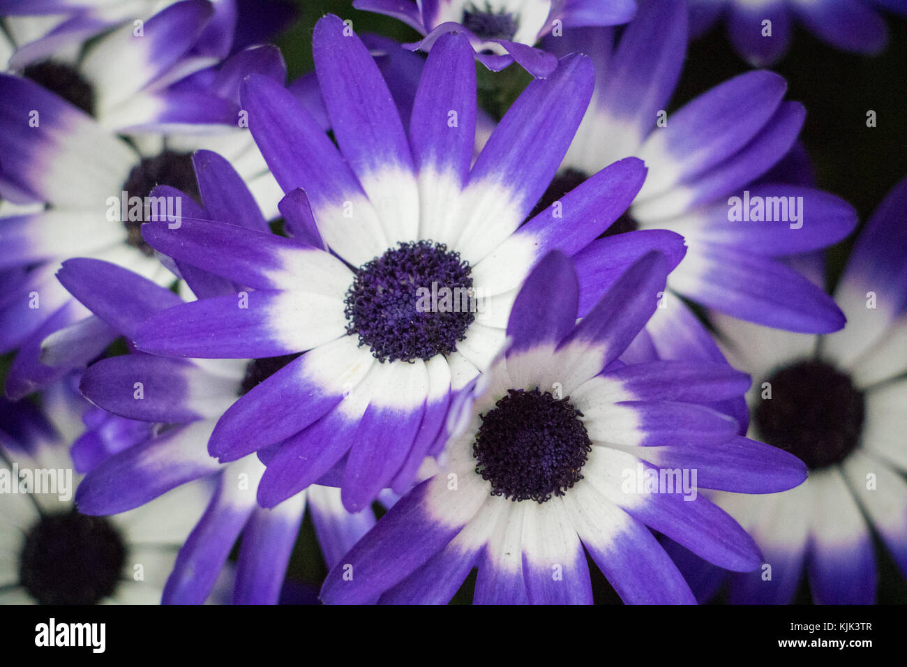 Purple flowers with dark centre. Stock Photo