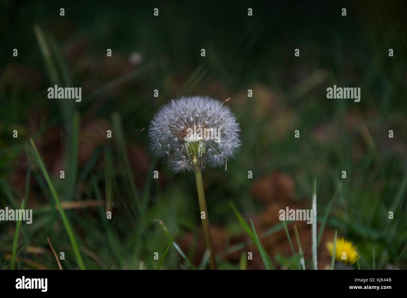 Poor dandelion stands alone in the grass Stock Photo