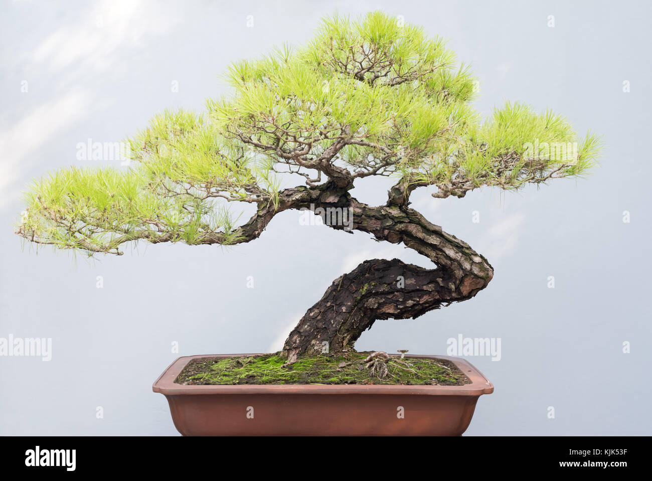 Twisted bonsai pine tree in a pot against a grey wall Stock Photo