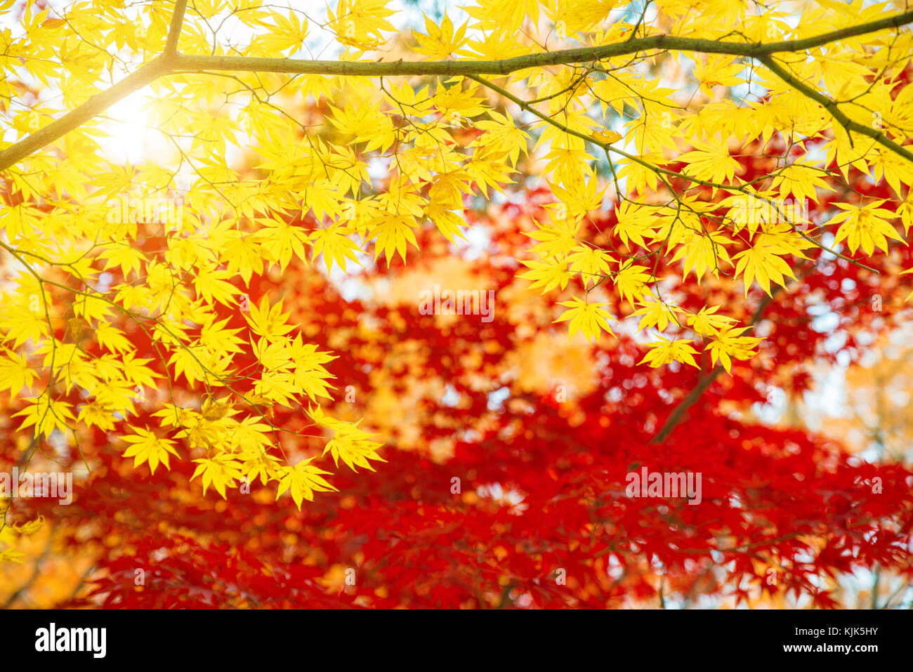Red and Yellow maple leaves in autumn season with blue sky blurred background, taken from Japan. Stock Photo