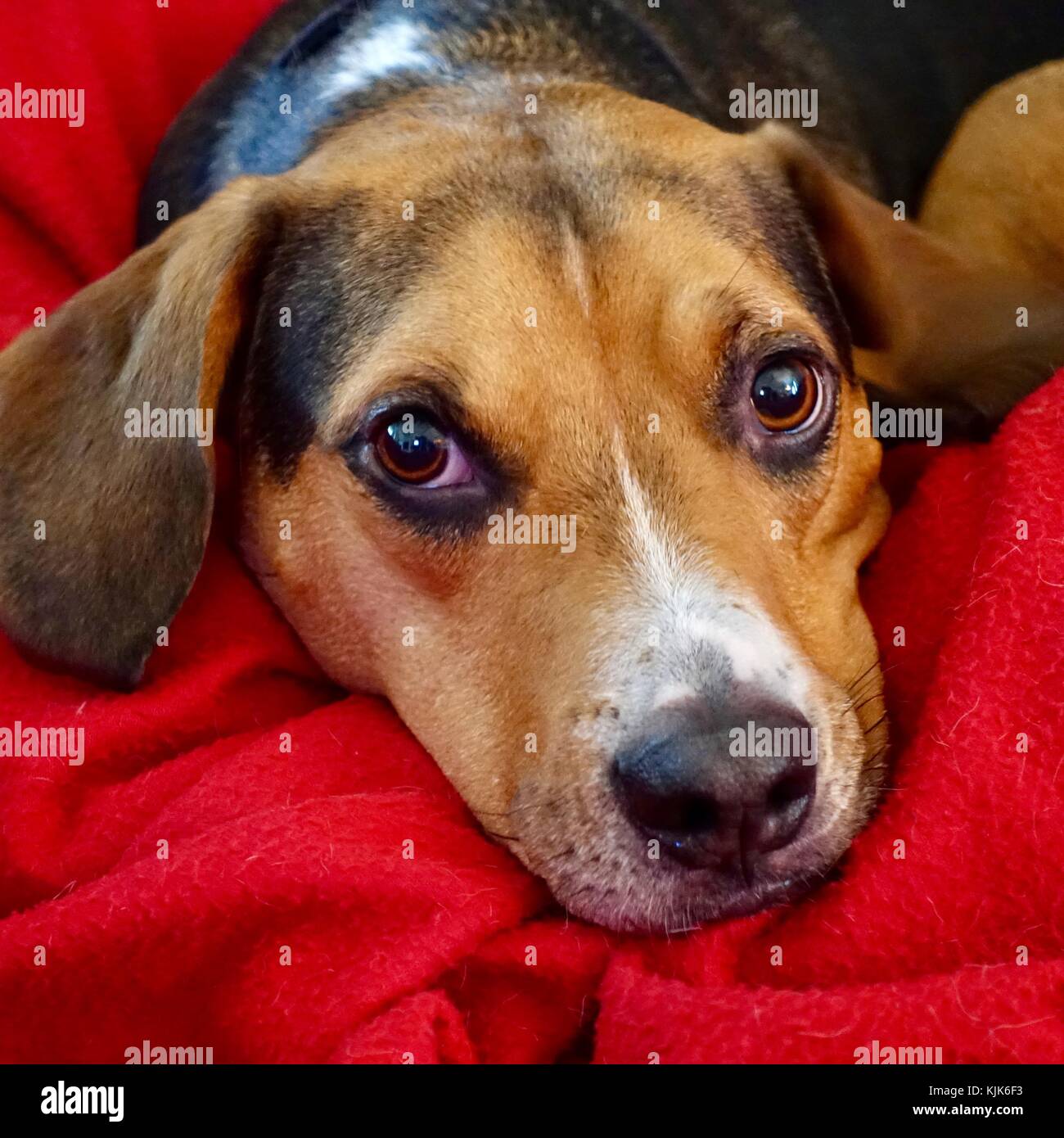Red beagle cheap mix