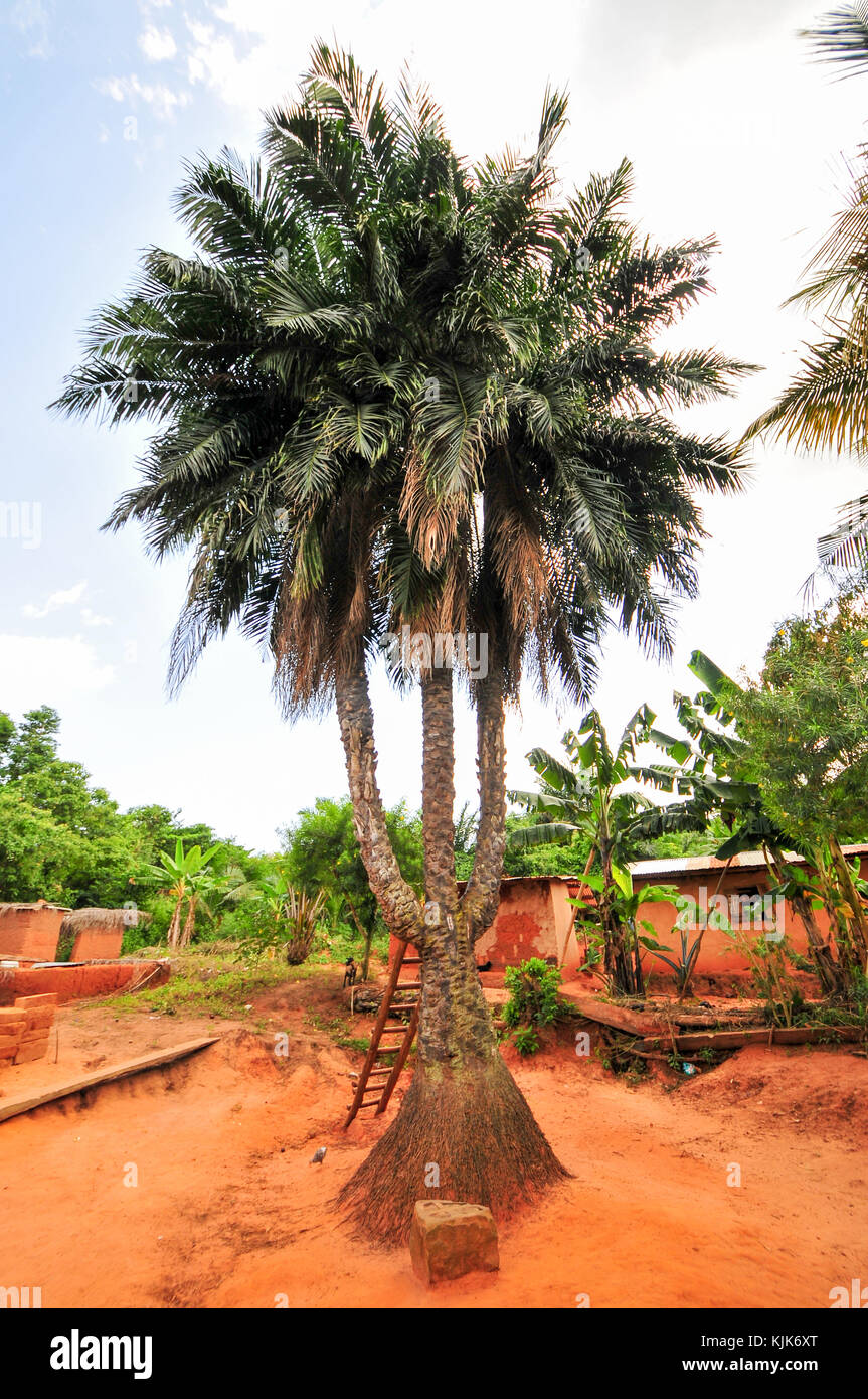Ghana Palm Tree High Resolution Stock Photography and Images Alamy