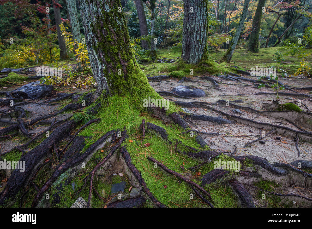 Mt. Kasuga Primeval Forest has been untouched for thousands of years.  The forest stretches out across an area of half a kilometer, behind Kasuga Tais Stock Photo