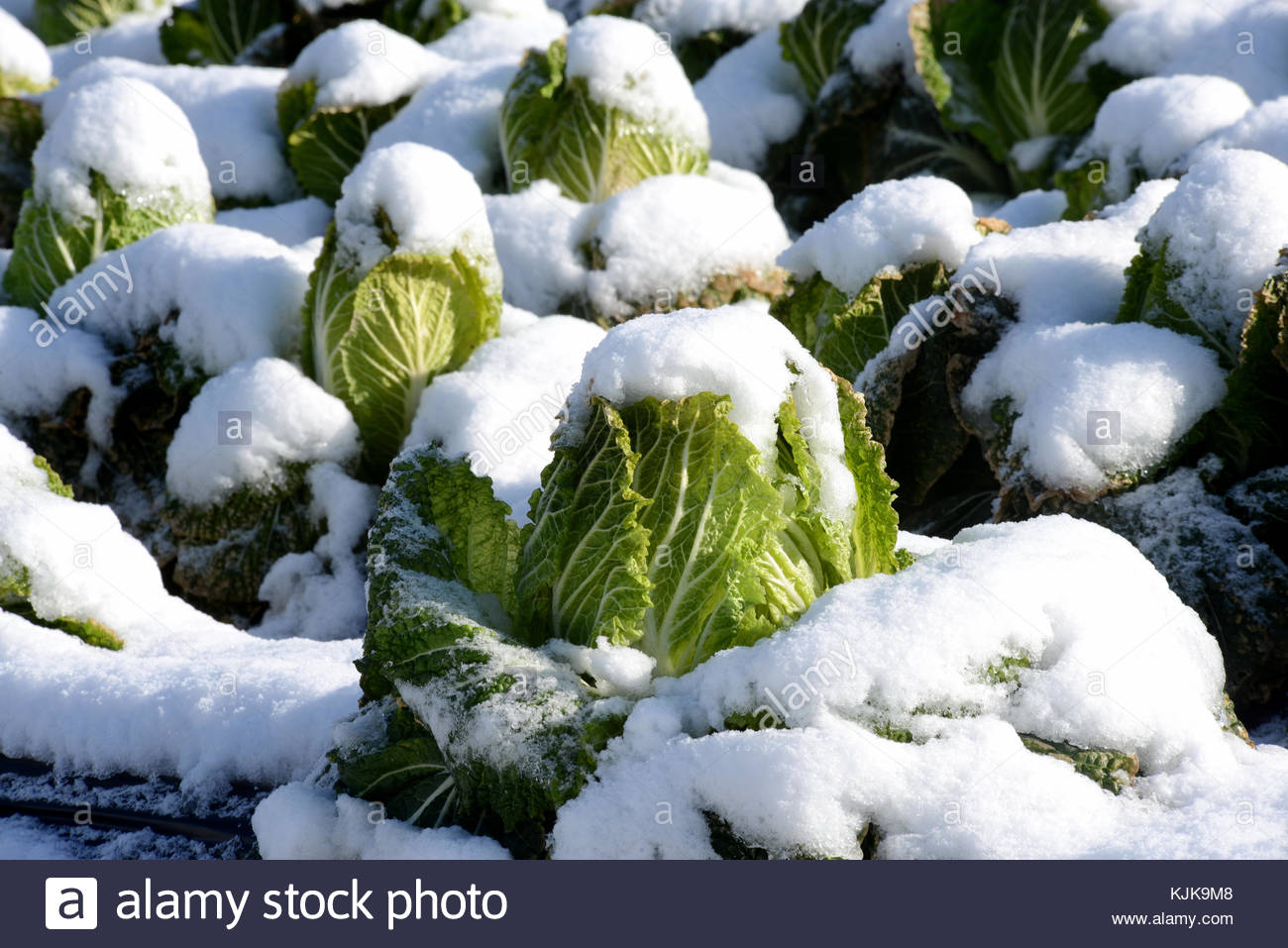 Snow Cabbage Stock Photos & Snow Cabbage Stock Images Alamy