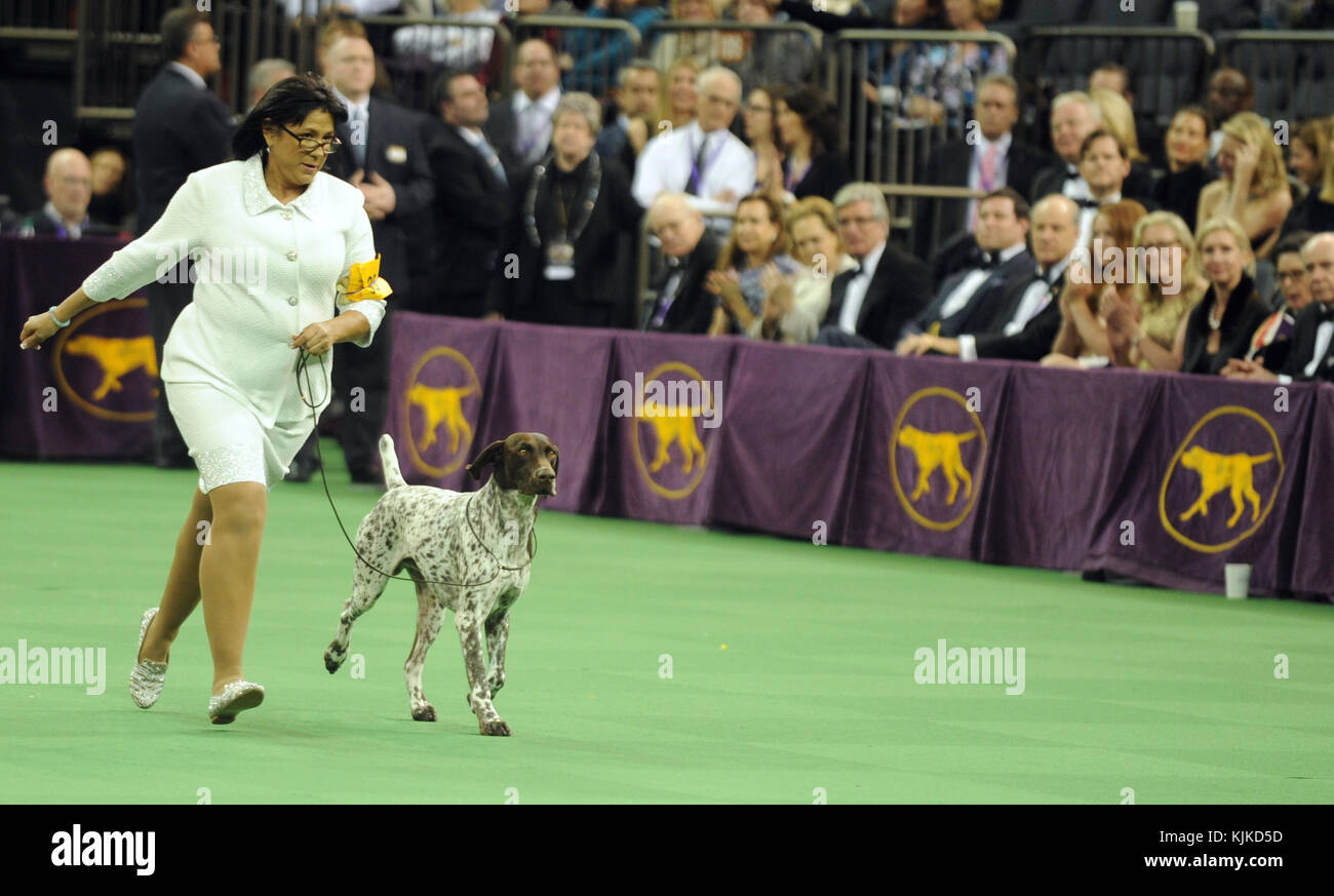 NEW YORK, NEW YORK - FEBRUARY 16: Handler Valerie Nunes-Atkinson and her dog CJ, a German Shorthaired Pointer, win Best in Show competition at the 140th Annual Westminster Kennel Club Dog Show at Madison Square Garden on February 16, 2016 in New York City  People:  Valerie Nunes-Atkinson, Cj Stock Photo