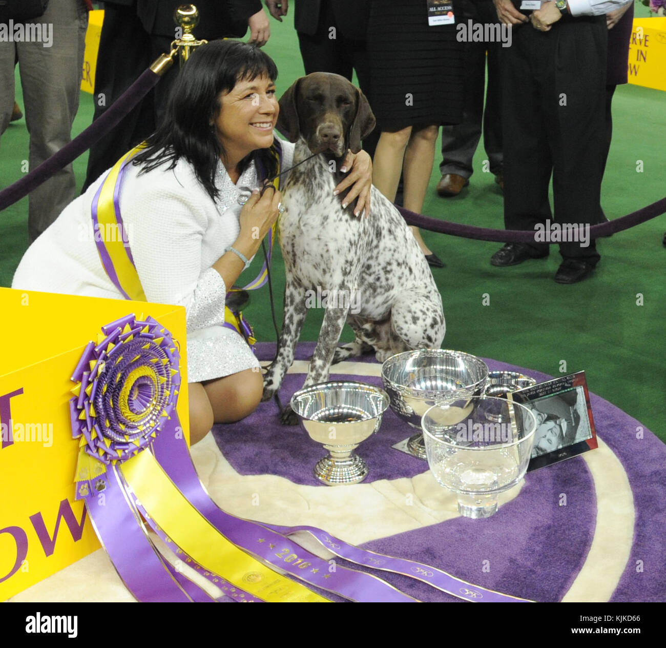 NEW YORK, NEW YORK - FEBRUARY 16: Handler Valerie Nunes-Atkinson and her dog CJ, a German Shorthaired Pointer, win Best in Show competition at the 140th Annual Westminster Kennel Club Dog Show at Madison Square Garden on February 16, 2016 in New York City  People:  Valerie Nunes-Atkinson, Cj Stock Photo