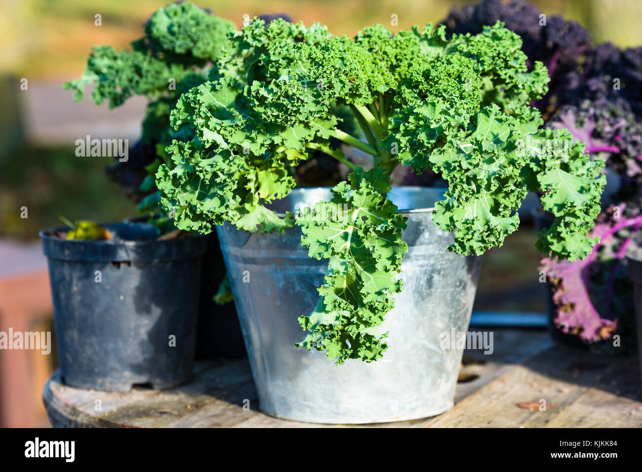 Green kale plant in zinc planter or pot. Stock Photo