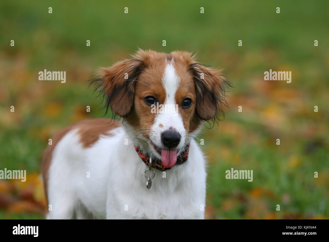 Nederlandse Kooikerhondje Mix SUINDACHO