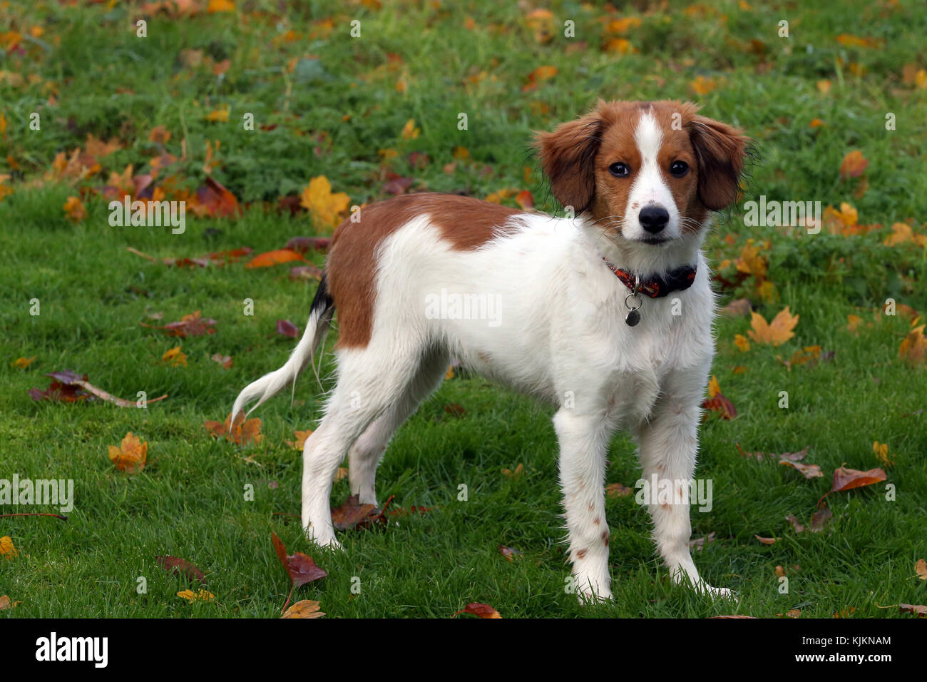 Kooikerhondje Kooiker Dog Nederlandse Kooikerhondje Stock Photo - Alamy