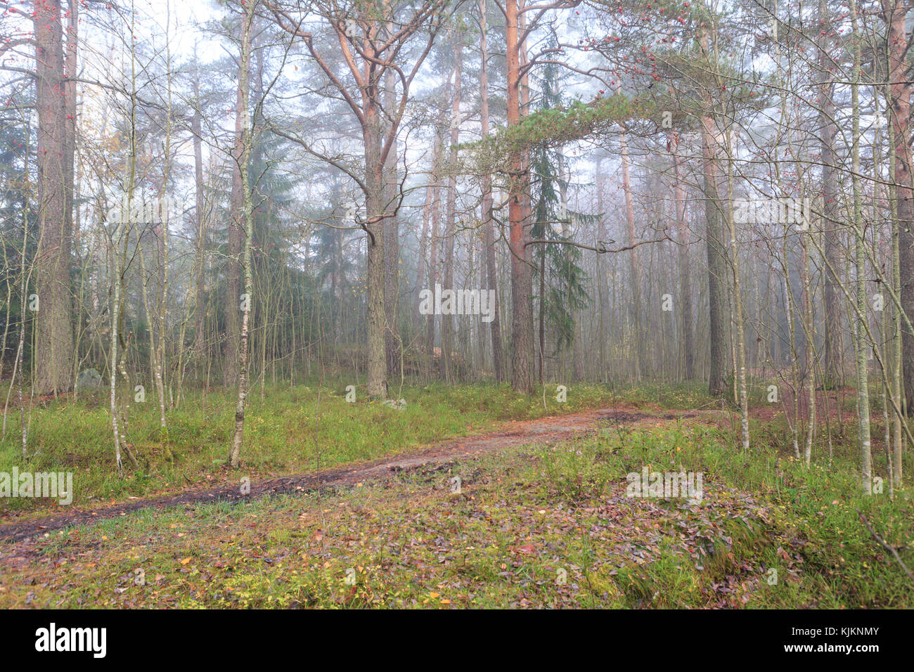 Forest at foggy day Stock Photo - Alamy