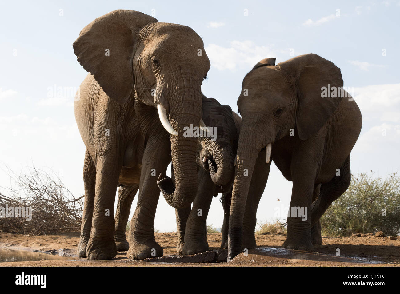 Madikwe Game Reserve. African elephant family (Loxodonta africana). South Africa. Stock Photo