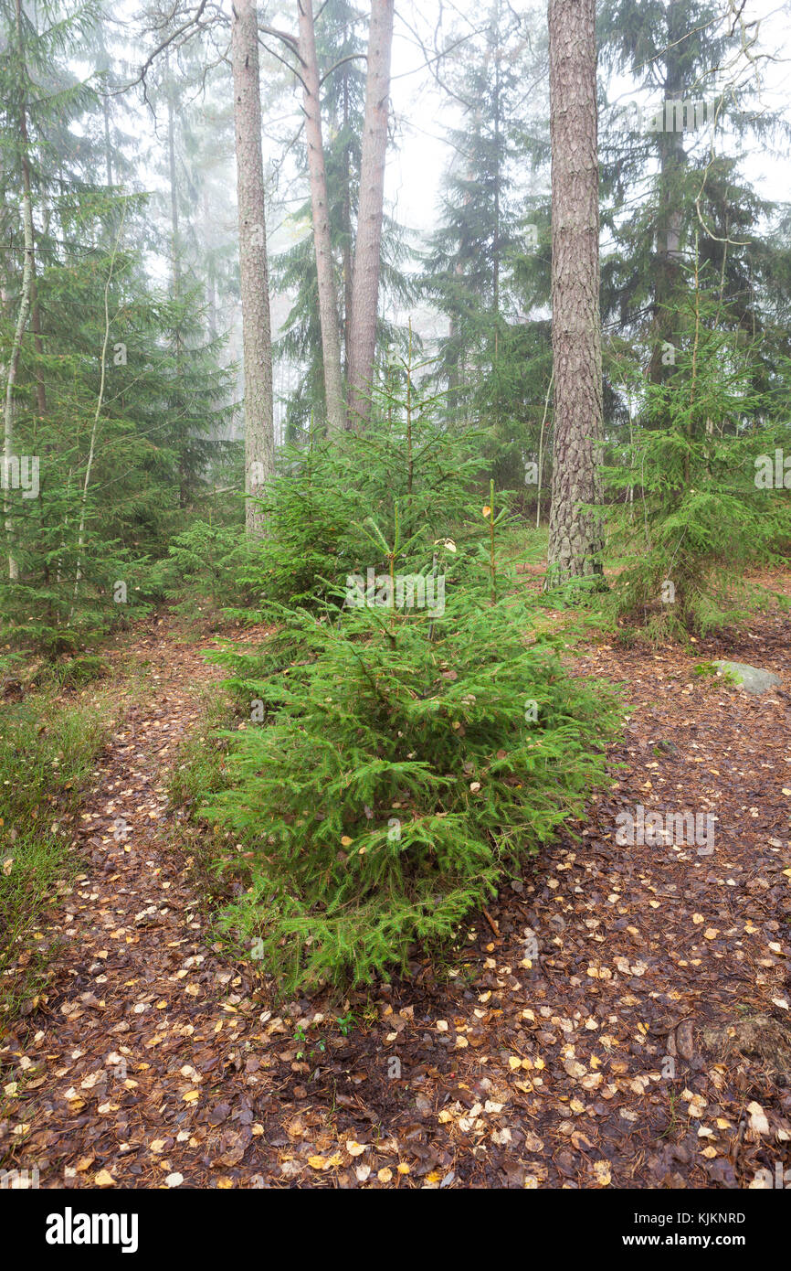 Forest at foggy day Stock Photo - Alamy
