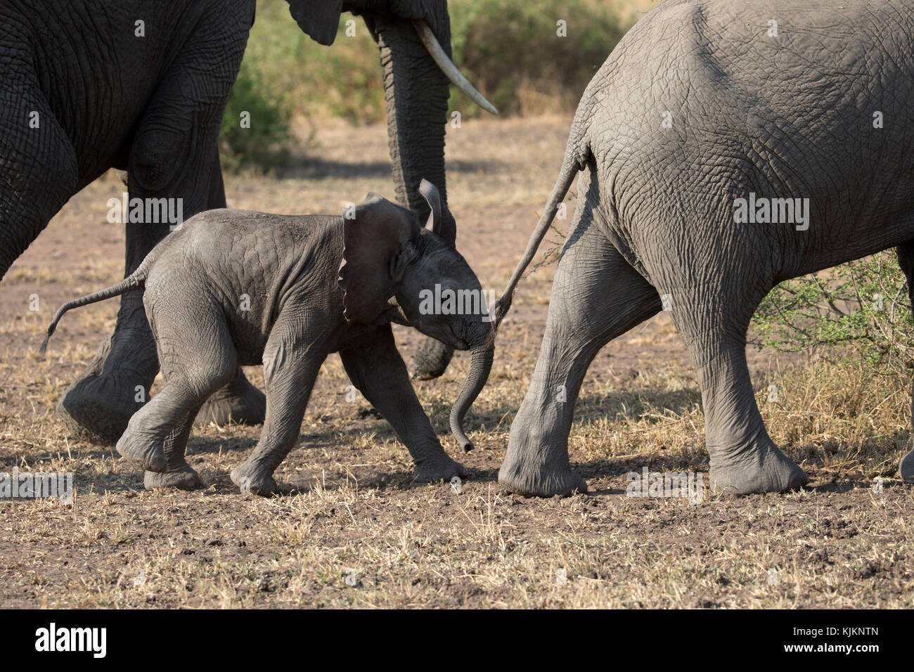 Serengeti National Park. Group of African Elephants with Baby (Loxodonta africana).  Tanzania. Stock Photo