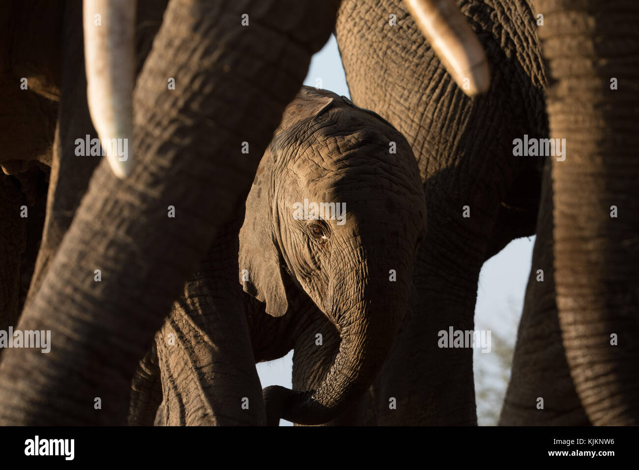 Madikwe Game Reserve. Group of African Elephants with Baby (Loxodonta africana).  South Africa. Stock Photo
