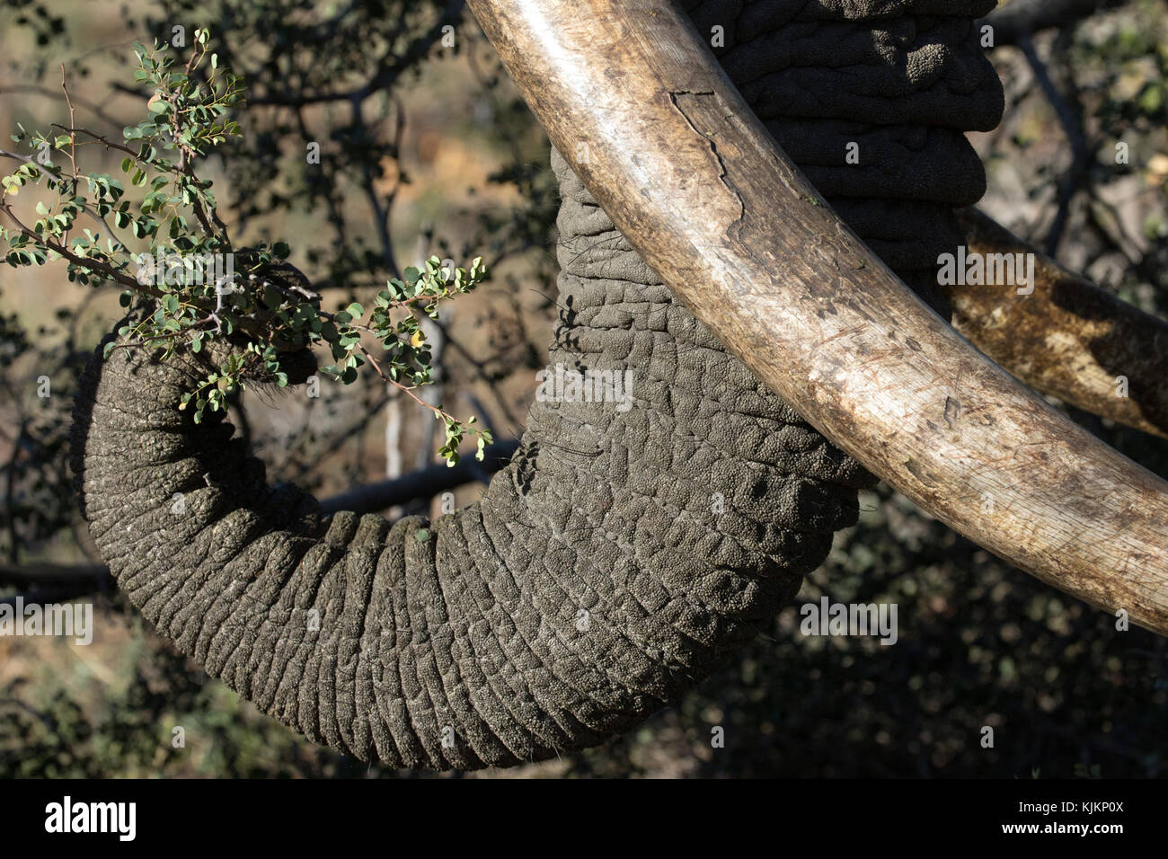 Kruger National Park.  African Elephant (Loxodonta africana). Close-up of trunk and tusk. South Africa. Stock Photo