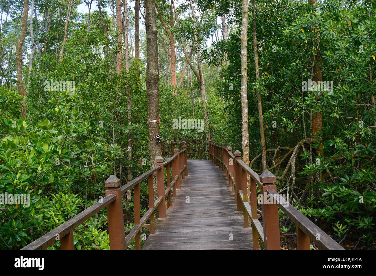 the mangrove forest Stock Photo