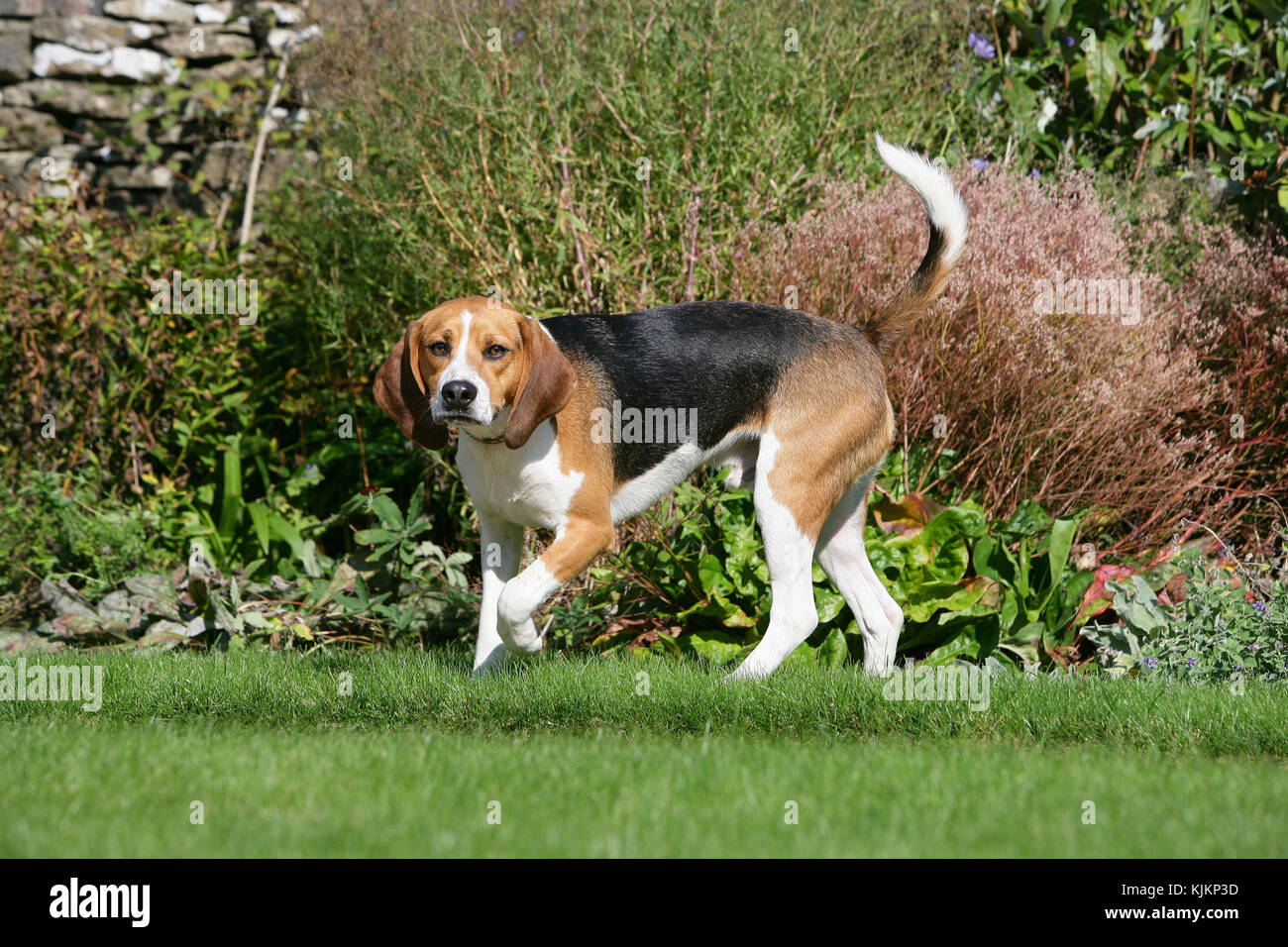 Harrier Beagle Harrier dog walking on grass in garden turning towards camera with flower border in background Stock Photo