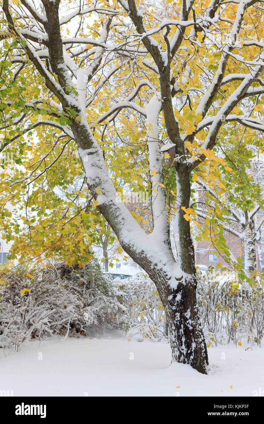 Fall foliage first snow hi res stock photography and images Alamy