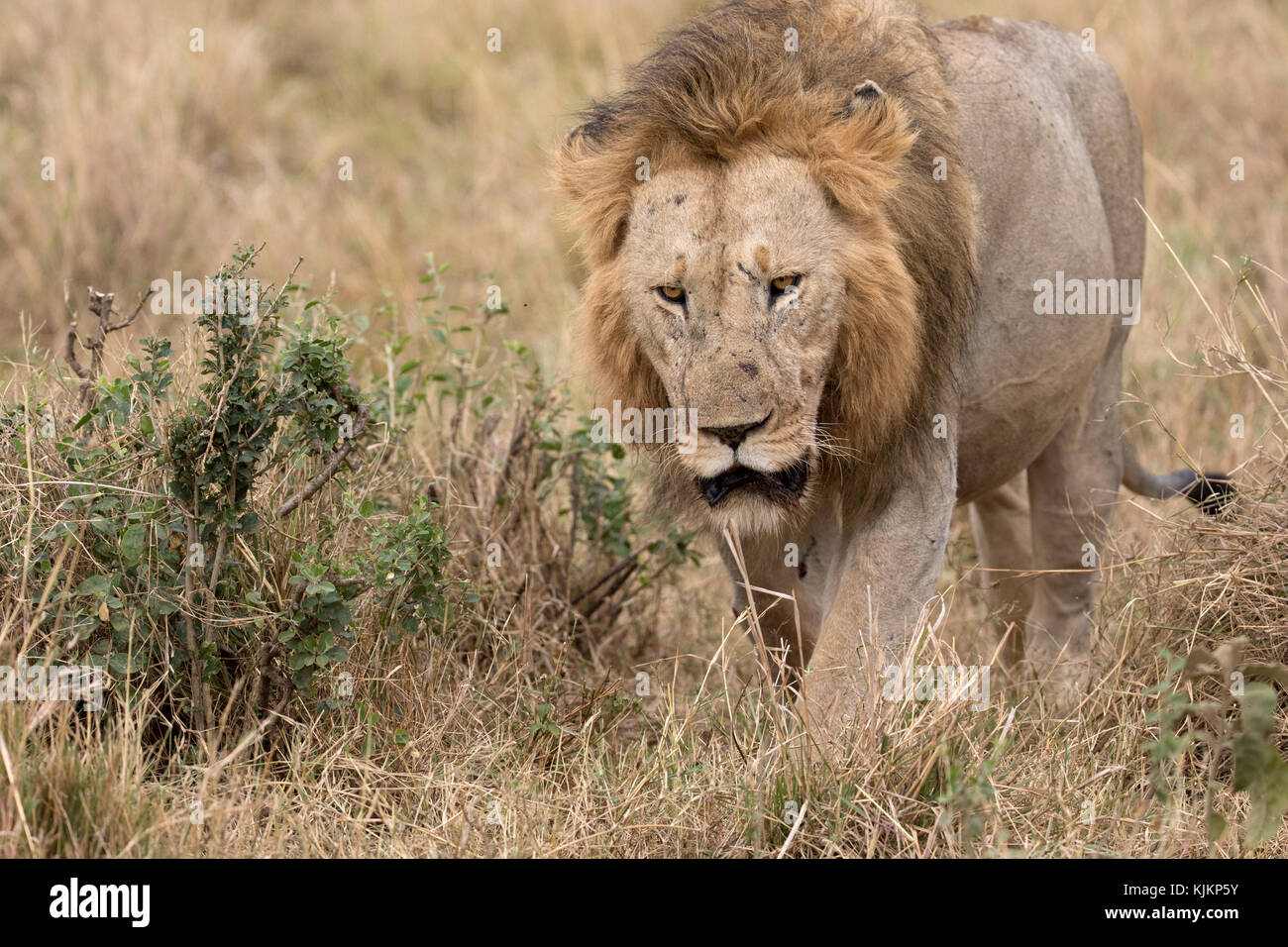 Masai Mara National Reserve. African lion (Panthera leo). Kenya Stock ...