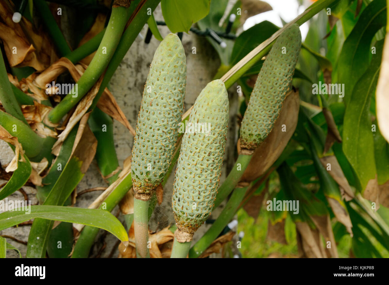 swiss cheese plant fruit