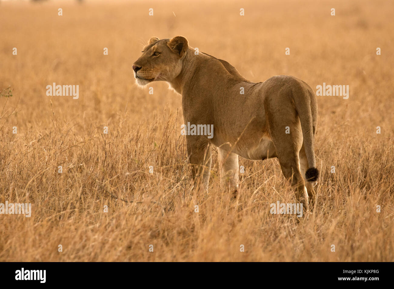 Serengeti National Park. Lioness (Panthera leo) in savanna. Tanzania. Stock Photo